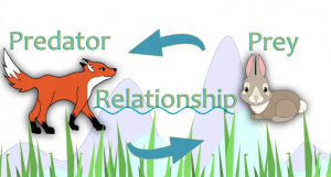predator-prey relationship in ecosystems